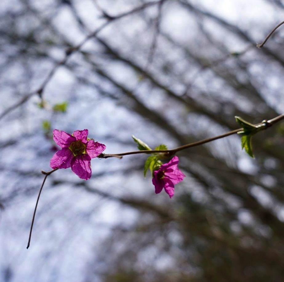 Abortion and Miscarriage Support