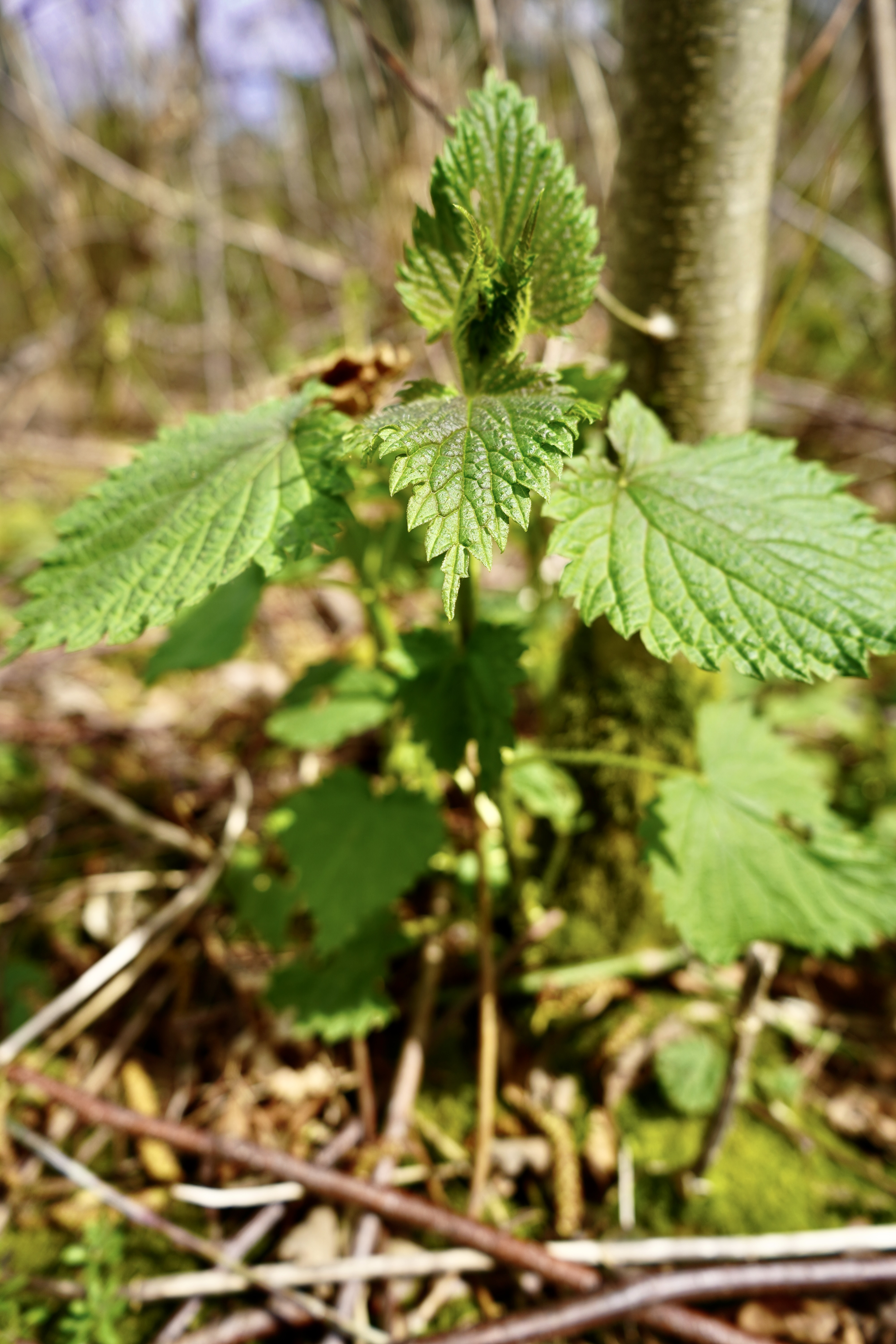 Nettles